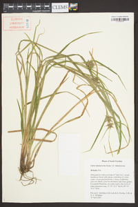 Carex intumescens var. intumescens image