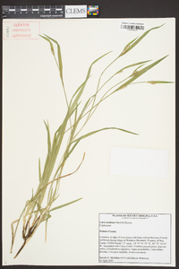 Carex kraliana image