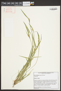 Carex kraliana image