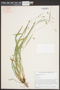 Carex laxiculmis image