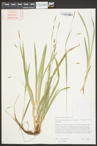 Carex laxiculmis image