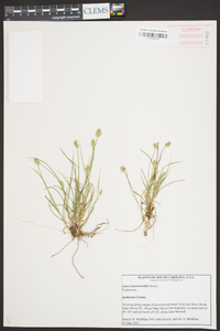 Carex leavenworthii image