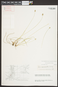 Carex leavenworthii image