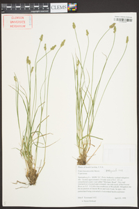 Carex leavenworthii image