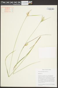 Carex lonchocarpa image