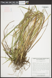 Carex lonchocarpa image