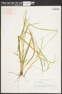 Carex lonchocarpa image