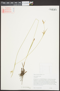 Carex lonchocarpa image