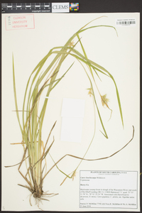 Carex lonchocarpa image