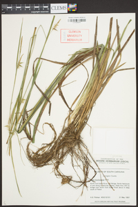 Carex lonchocarpa image