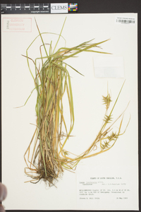 Carex lonchocarpa image