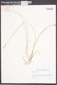 Carex longii image