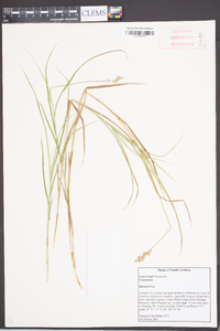 Carex longii image