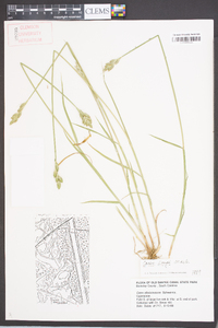 Carex longii image