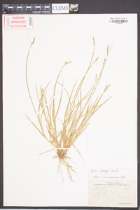 Carex longii image