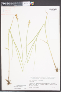 Carex longii image