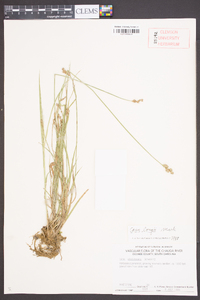 Carex longii image