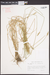 Carex longii image