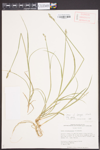 Carex longii image