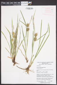 Carex louisianica image