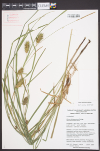 Carex louisianica image