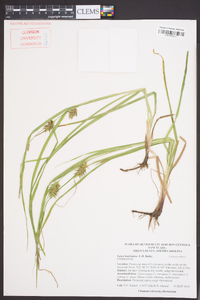 Carex louisianica image