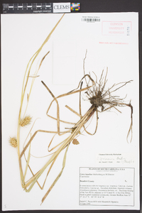 Carex louisianica image