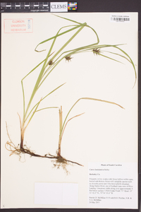 Carex louisianica image