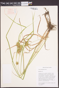 Carex louisianica image