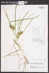 Carex louisianica image