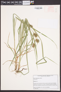 Carex louisianica image