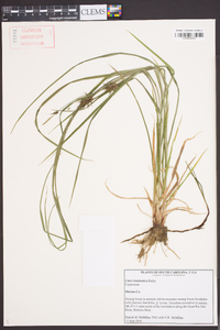 Carex louisianica image