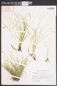 Carex lucorum image