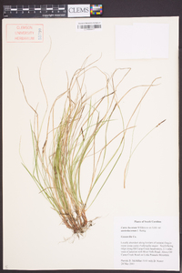 Carex lucorum image