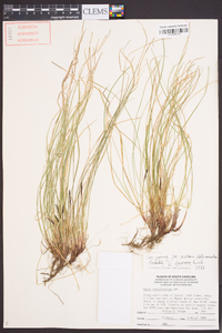 Carex lucorum image