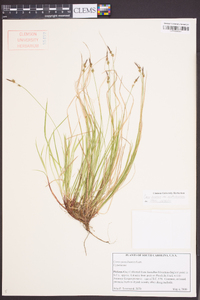 Carex lucorum image