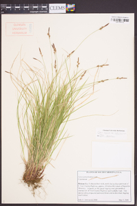 Carex lucorum image