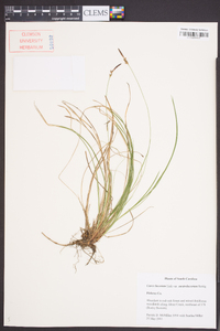 Carex lucorum image