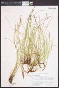 Carex lucorum var. austrolucorum image