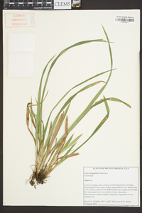 Carex magnifolia image