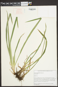 Carex magnifolia image