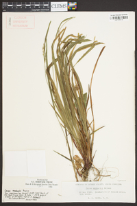 Carex manhartii image