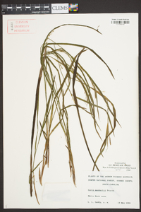 Carex manhartii image