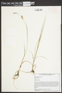 Carex meadii image