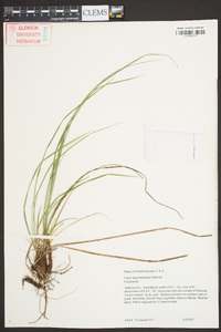 Carex nigromarginata image