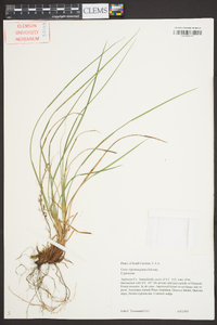 Carex nigromarginata image