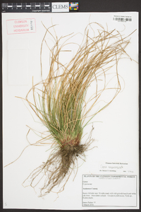 Carex nigromarginata image