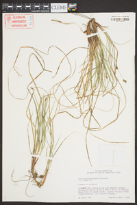 Carex nigromarginata image