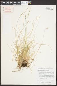 Carex nigromarginata image