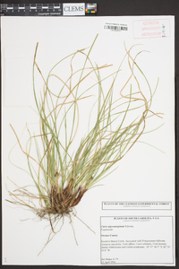 Carex nigromarginata image